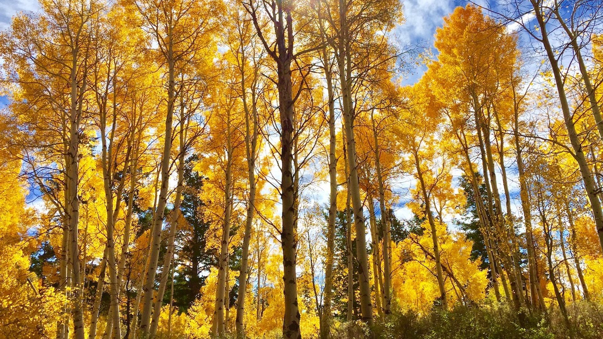 Grote bomen met gele bladeren op een zonnige dag in Utah