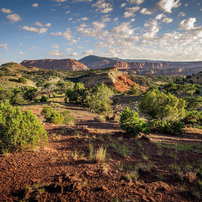 Rote Felslandschaft mit grünen Büschen in Utah