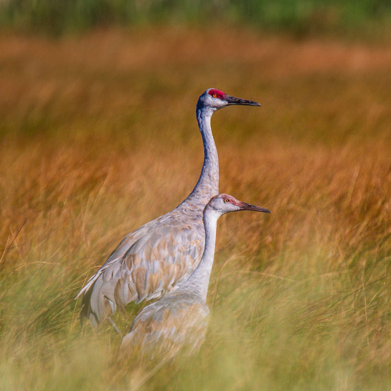 Twee kraanvogels staan in het hoge gras in Utah