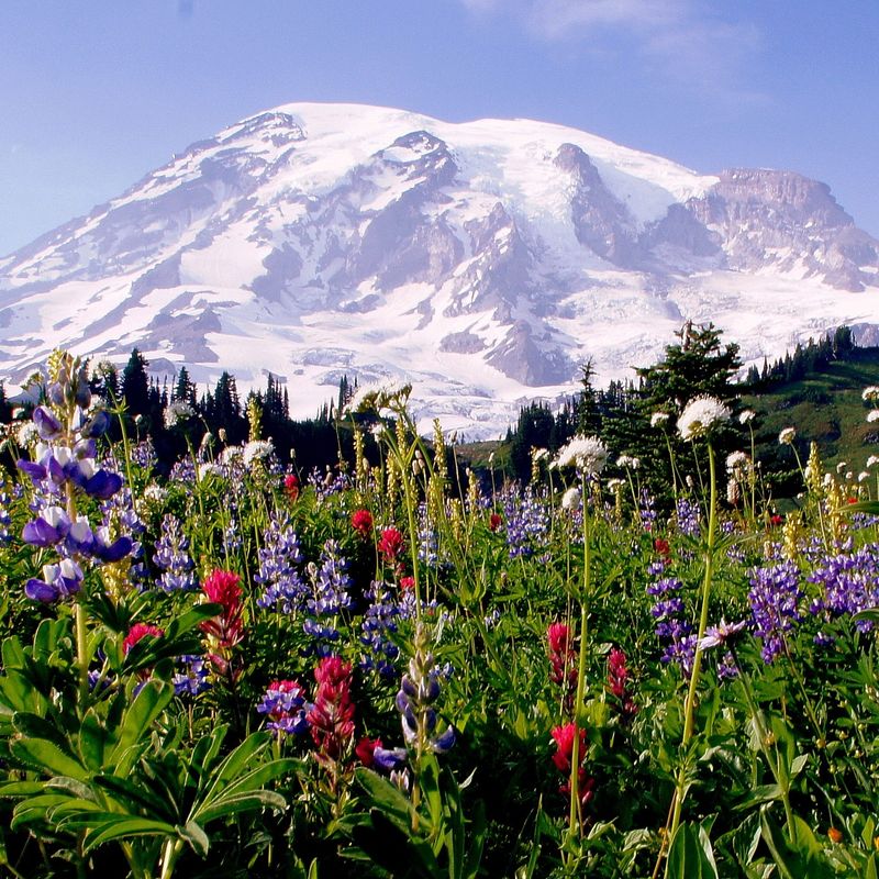 Een uitzicht op een besneeuwde Mount Rainier met gekleurde bloemen op de voorgrond