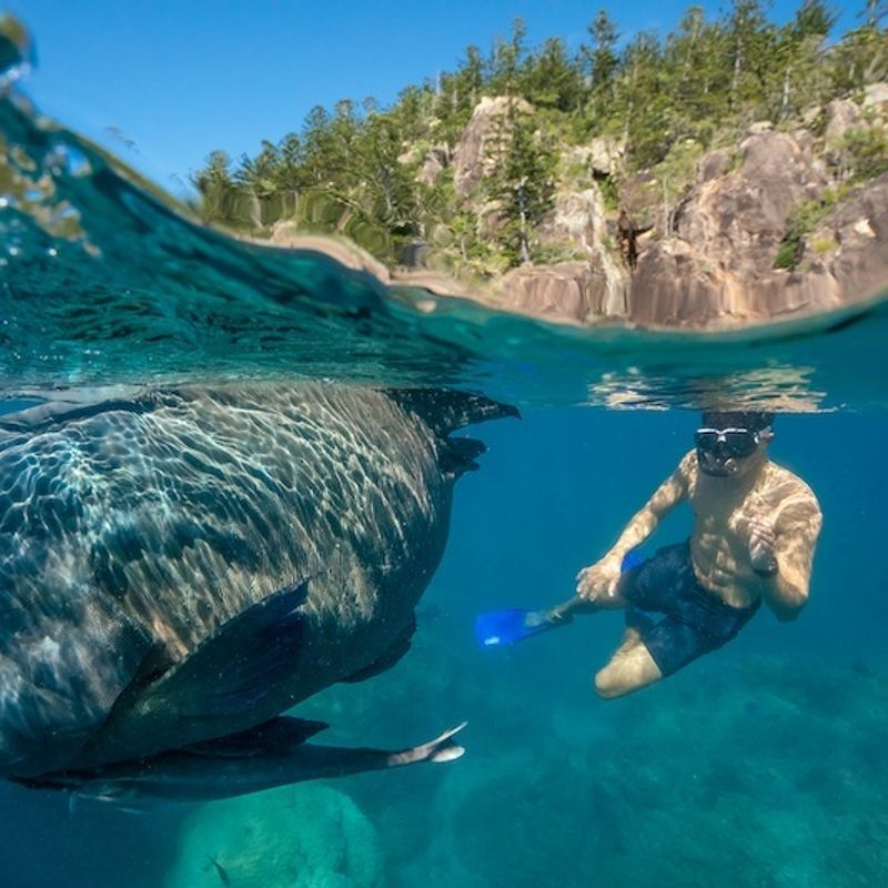 Australien Queensland Whitsundays Schnorcheln
