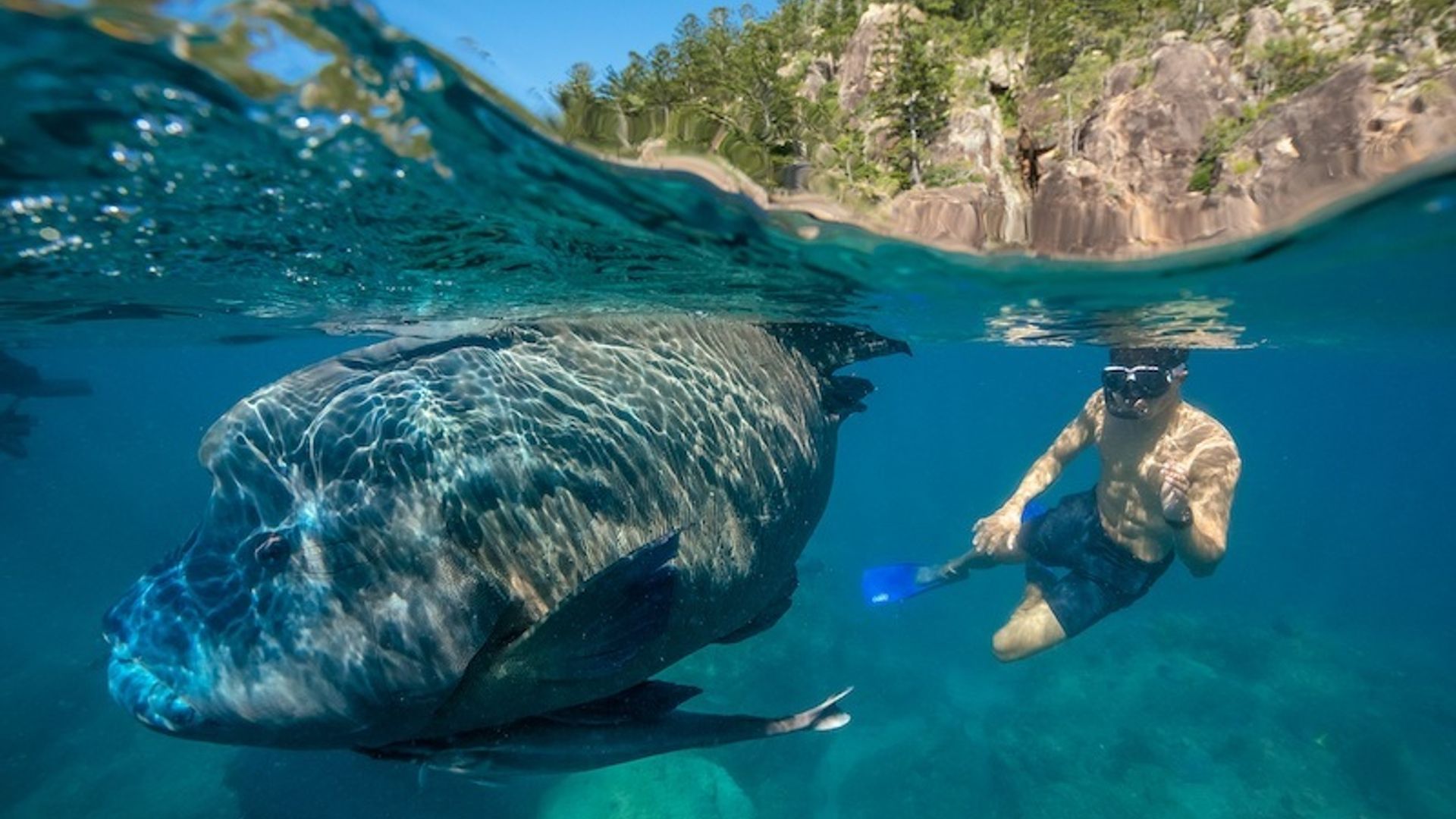Australien Queensland Whitsundays Schnorcheln