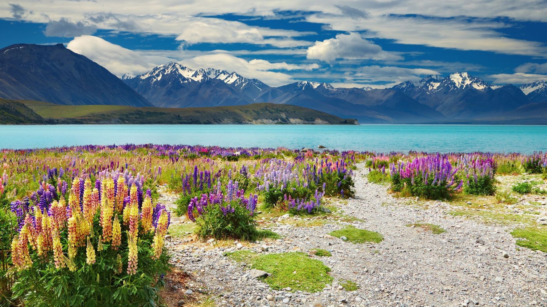 Bunt blühende Lupinen am türkisfarbenen Lake Tekapo mit schneebedeckten Bergen in Neuseeland
