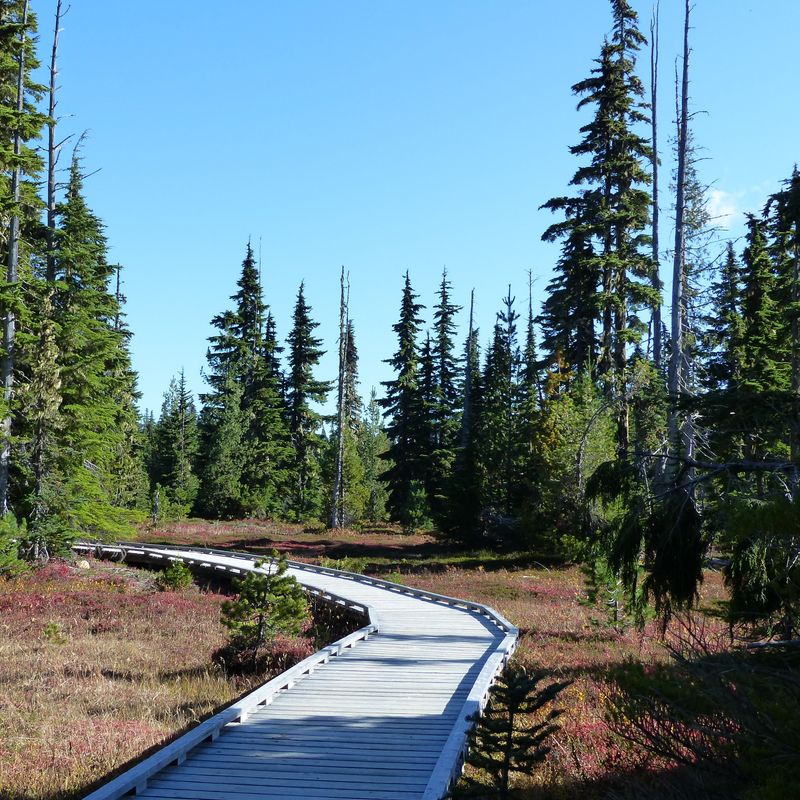 Een wandelpad in de bossen van Vancouver Island