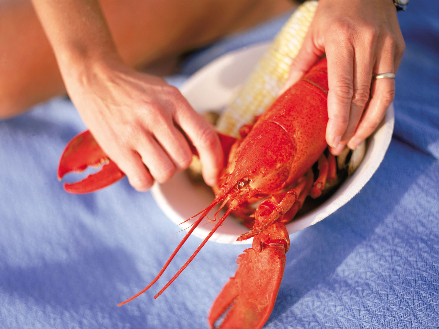 usa maine lobster