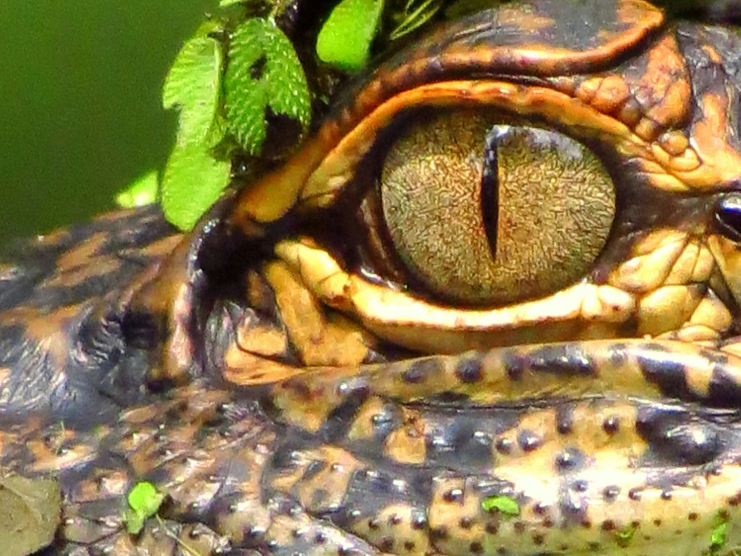 American alligator