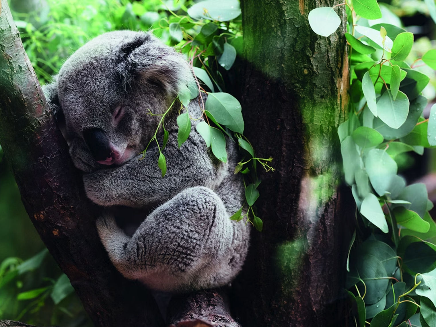 Koala sleeping in the fork of a eucalyptus tree surrounded by lush green leaves, Australian native wildlife