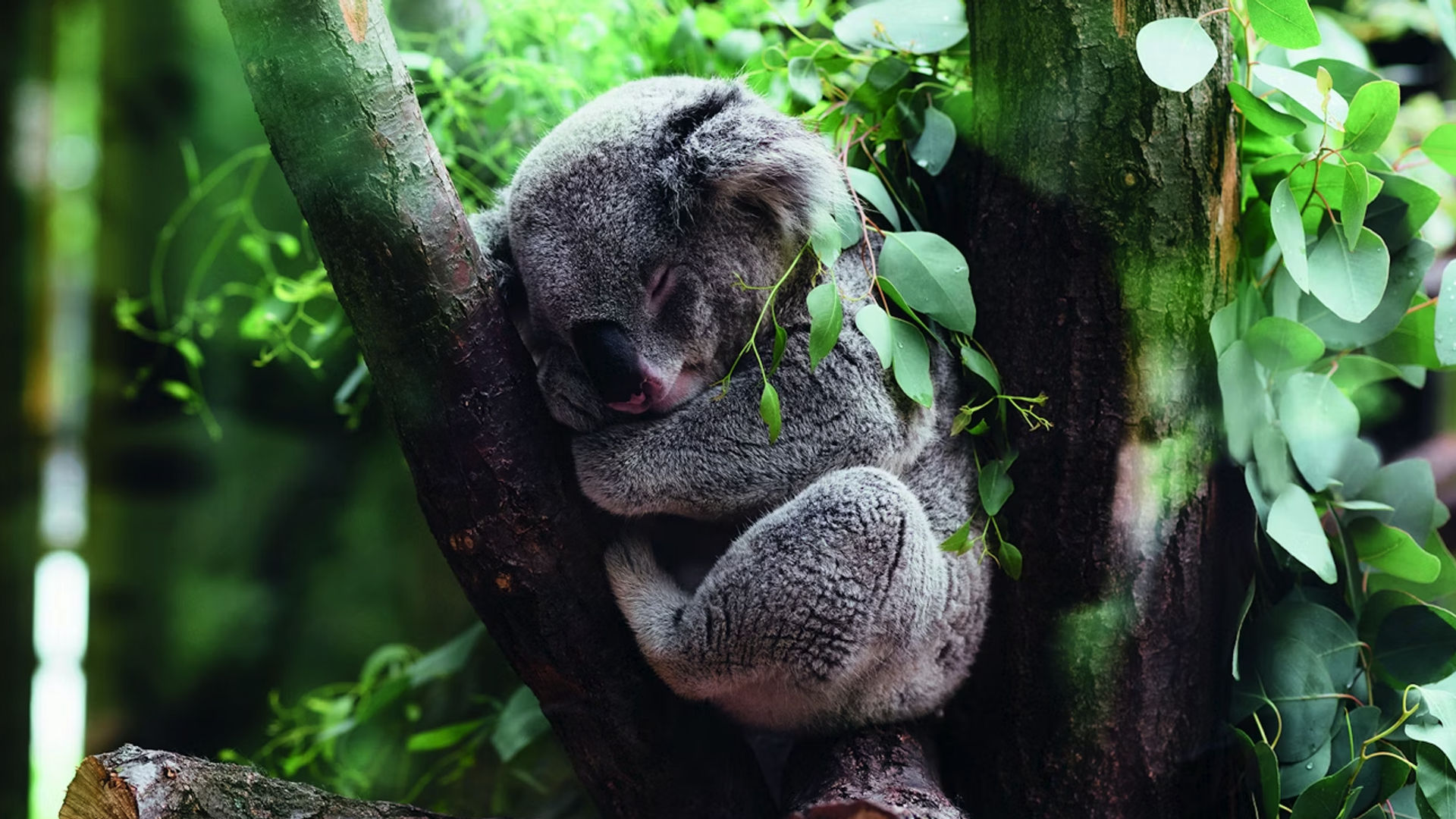 Een koala die slaapt in een eucalyptusboom, omringd door weelderig groen gebladerte, inheemse Australische fauna