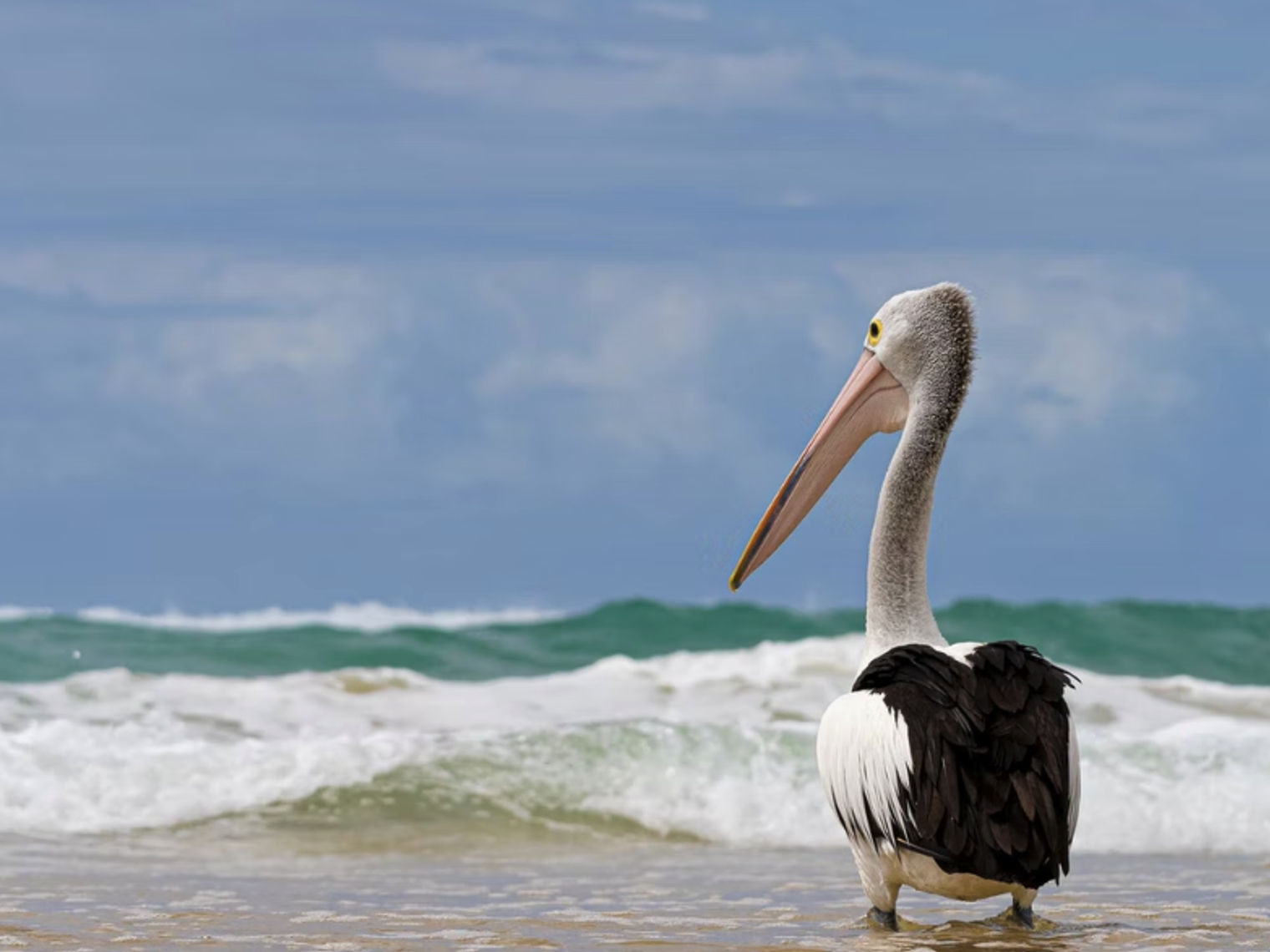 Ein Pelikan steht in den Untiefen des Meeres in Coffs Harbour, New South Wales, Australien