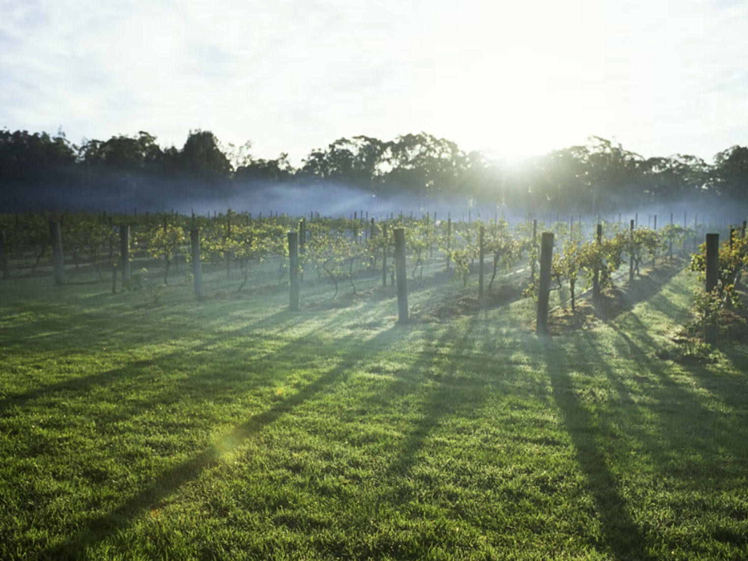 Australien New South Wales Hunter Valley Landschaft
