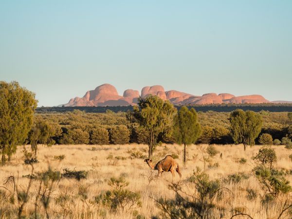 Ein Kamel, das durch die Felder im Kata Tjuta Red Centre in Australien läuft.