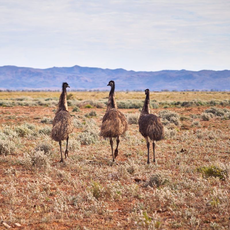 Emus, die über die Felder laufen.