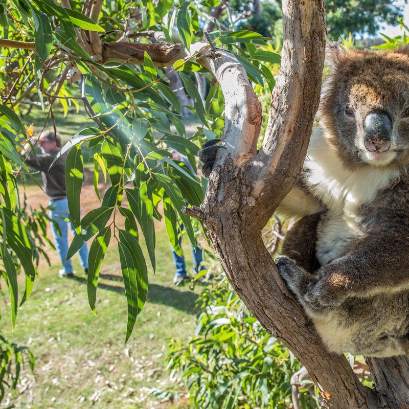 Australien Südaustralien Koala