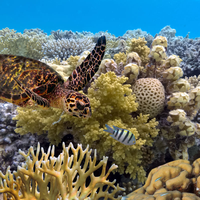 Schildpadden zwemmen in het Groot Barrièrerif