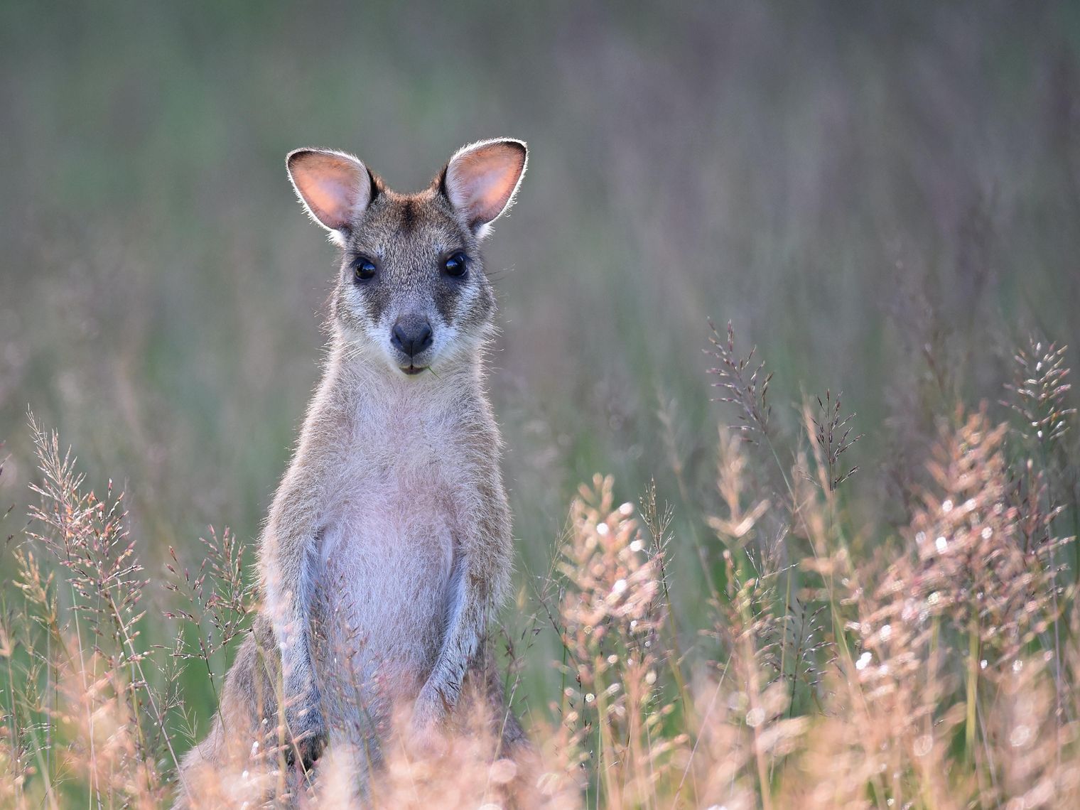 Wallaby im Gras im Lamington Nationalpark