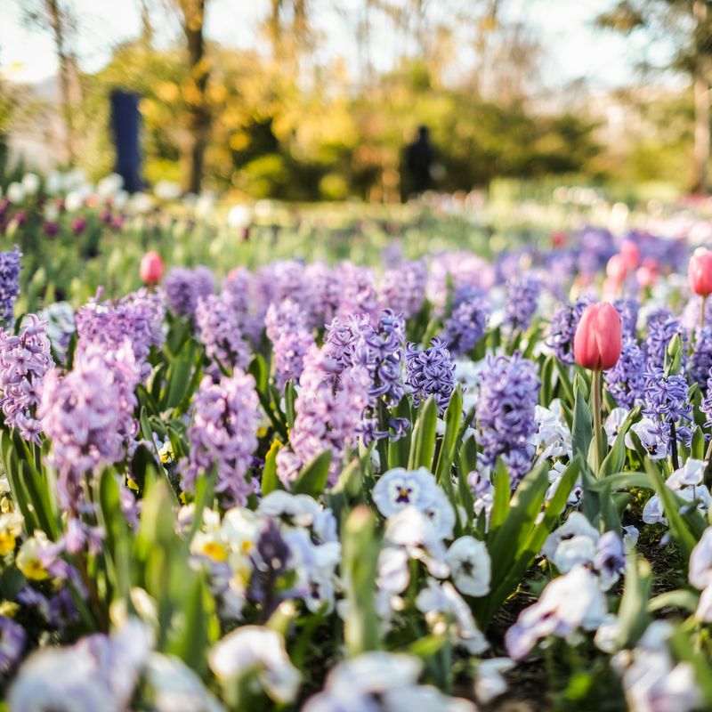 Spring flowers in bloom