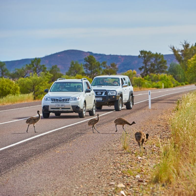 Emus crossing the road in front of cars in Flinders Ranges, South Australia