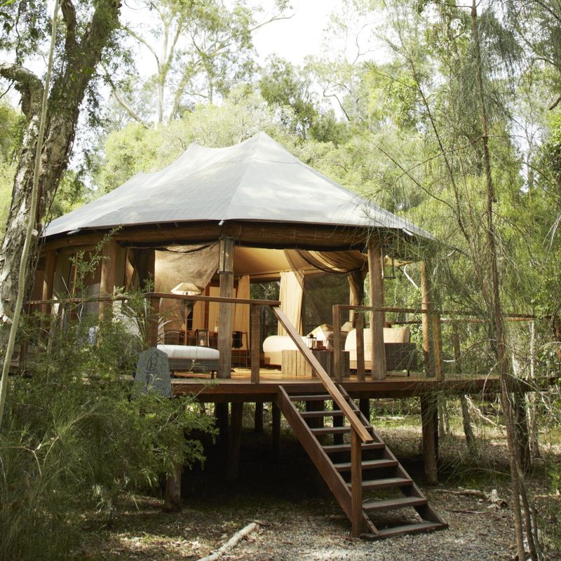 Verhoogde luxe glamping-tent op een verhoogd houten terras met houten trap, genesteld tussen eucalyptusbomen in de Australische bush, met warm gloeiende interieurs die zichtbaar zijn door open canvas zijkanten.