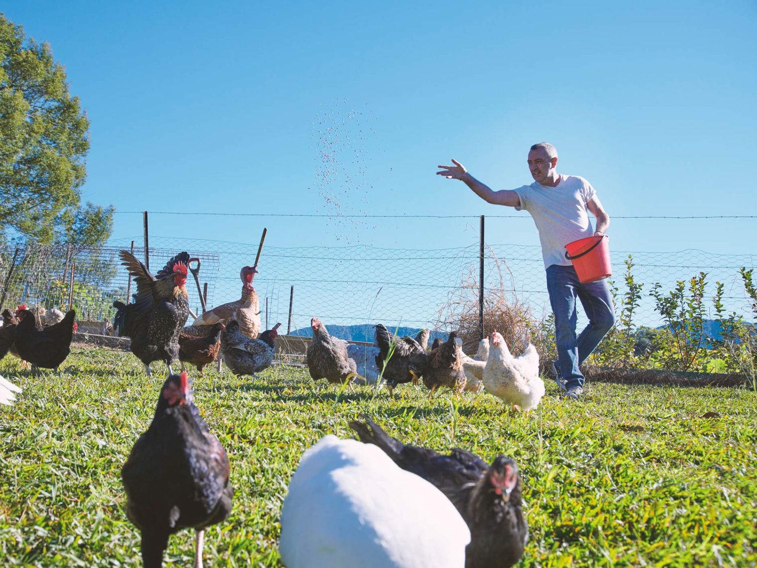 A local host throws chicken feed to feed his chickens in the Tweed Valley