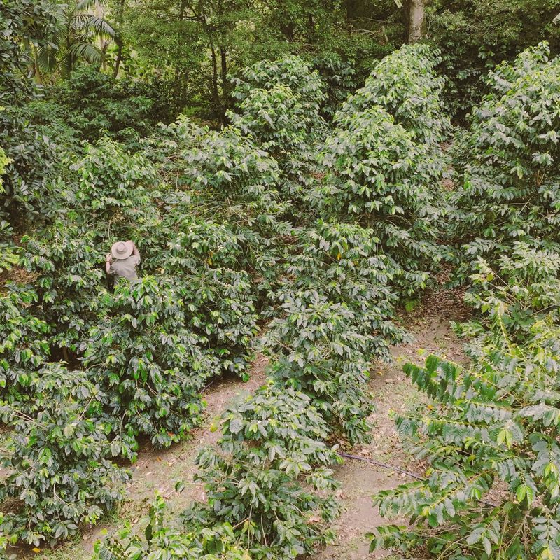 A local host tends to his fruit trees in Australia
