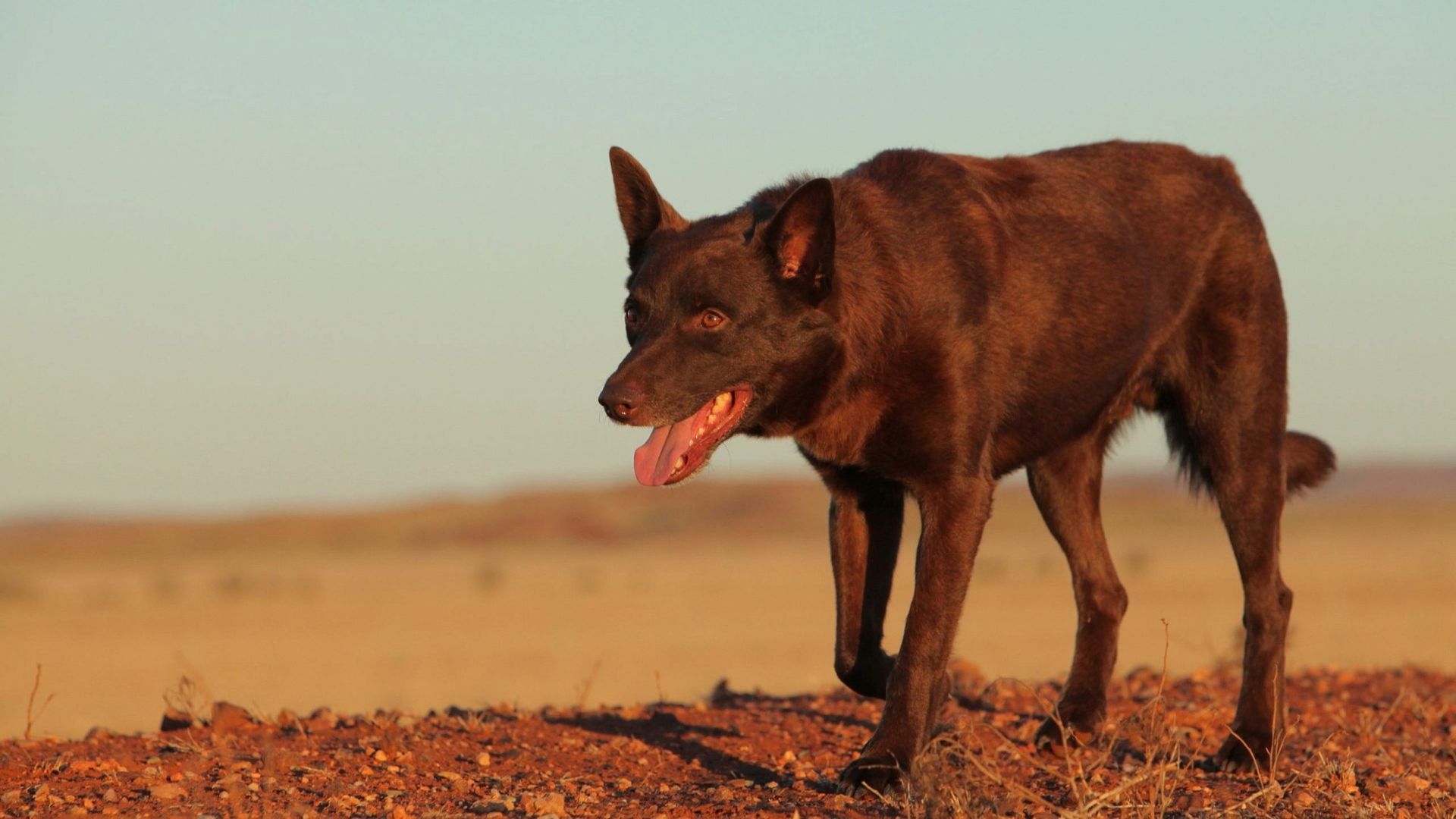Rode kelpiehond in de rode outbackwoestijn van Australië