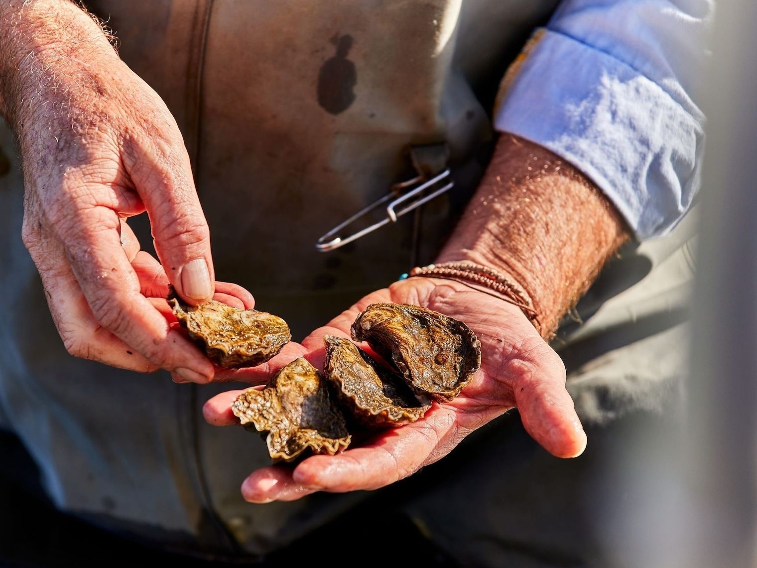 Australia nsw pambula fresh oysters Credit Destination NSW