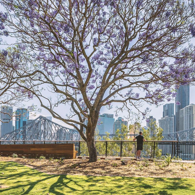 Ein blühender Jacaranda-Baum in voller violetter Blüte in einem Park am Flussufer mit Blick auf die Skyline von Brisbane und die Story Bridge, Queensland, Australien, im Frühling