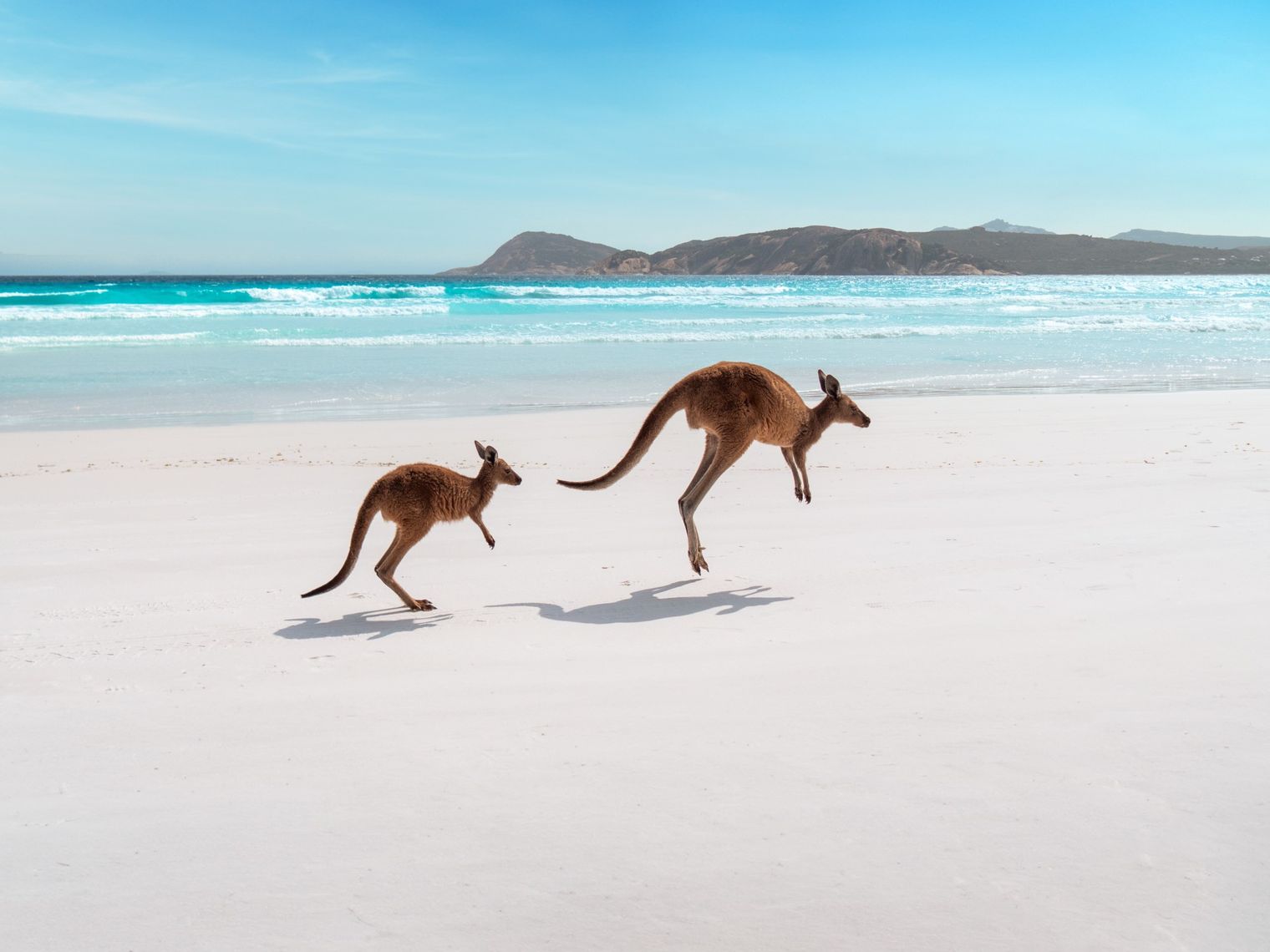 Zwei Kängurus springen über weißen Strand in Westaustralien