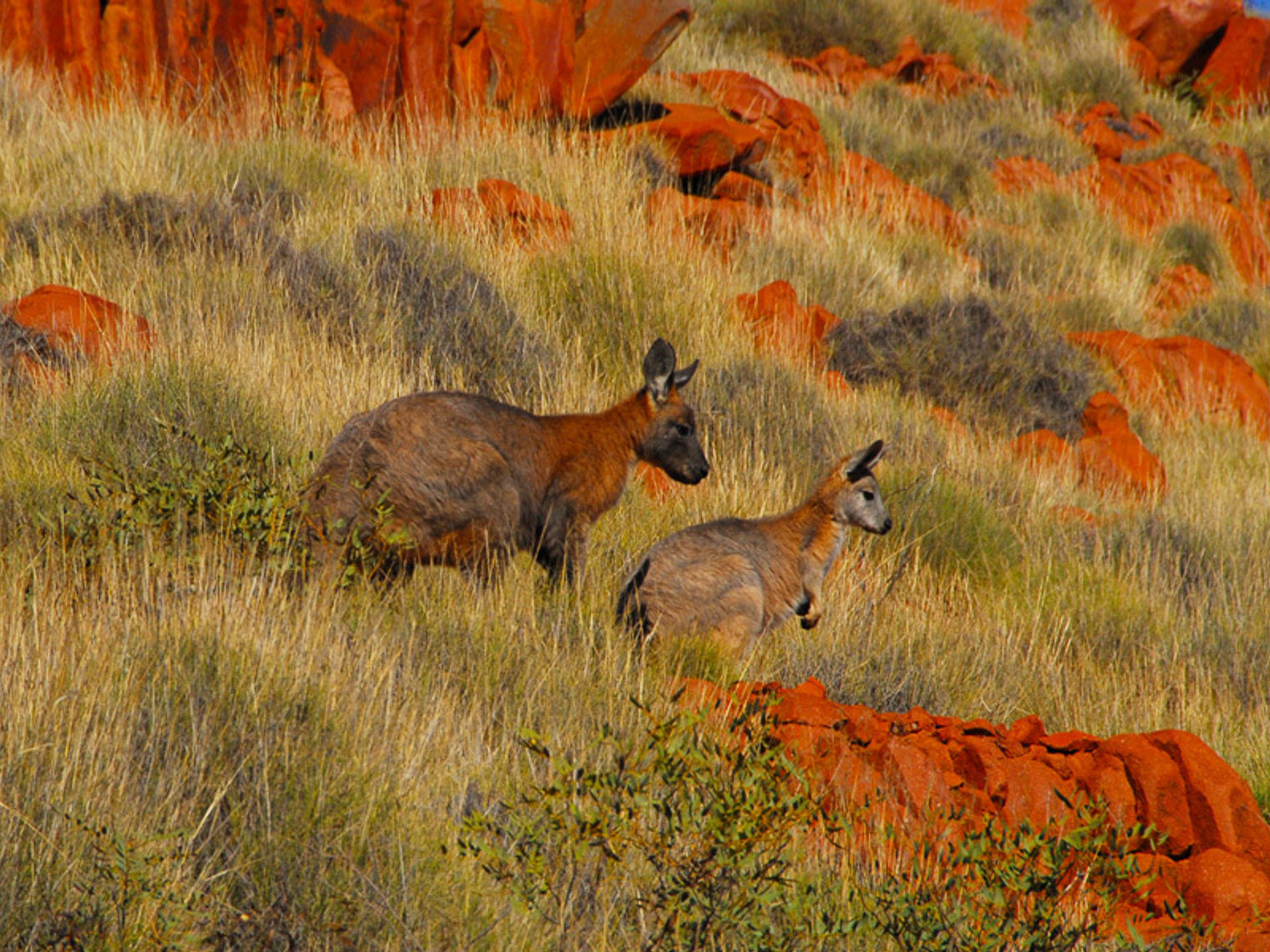 Aus - sa - gawler ranges tour solo active 1