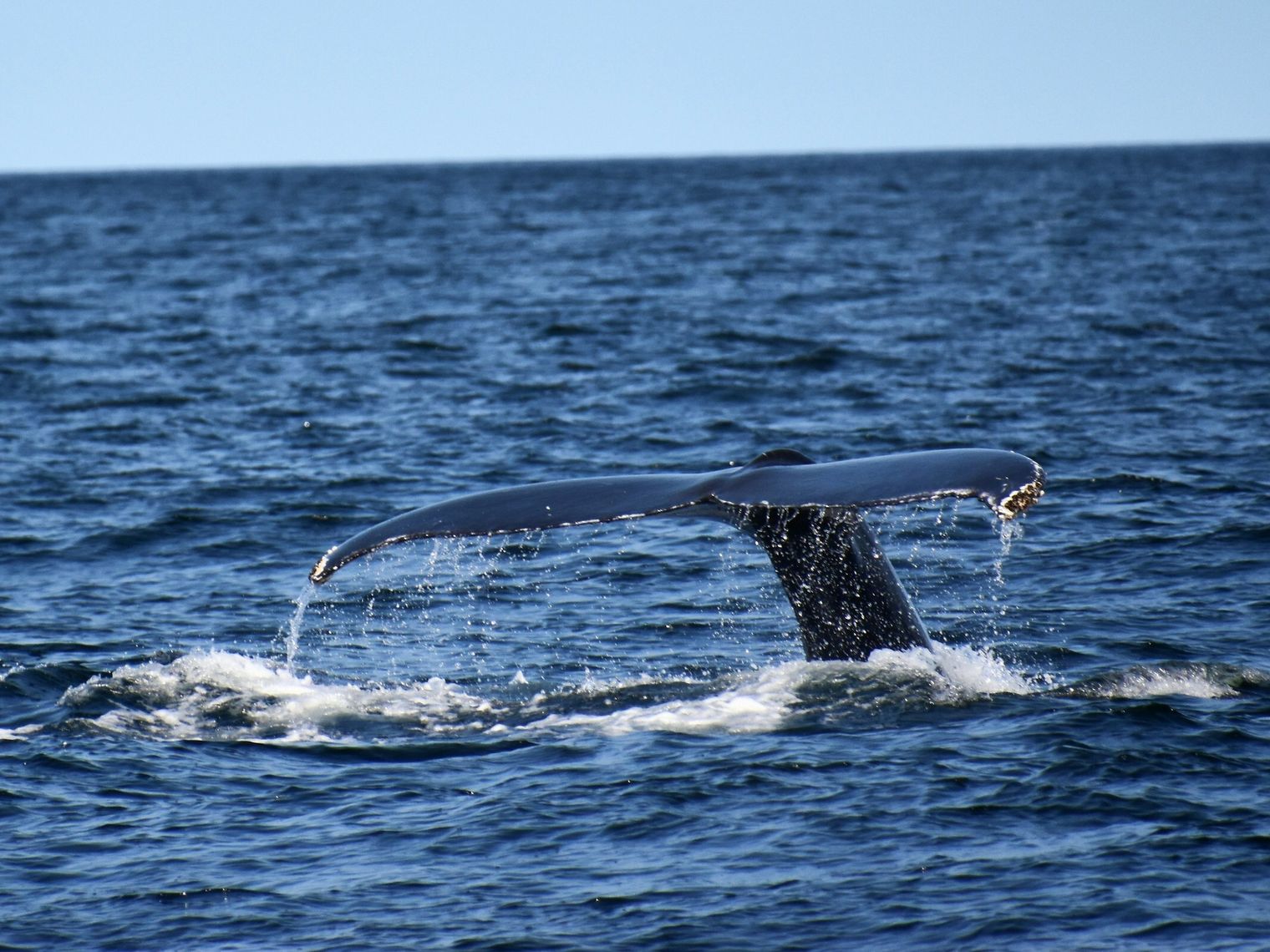 Can forillon national park whale