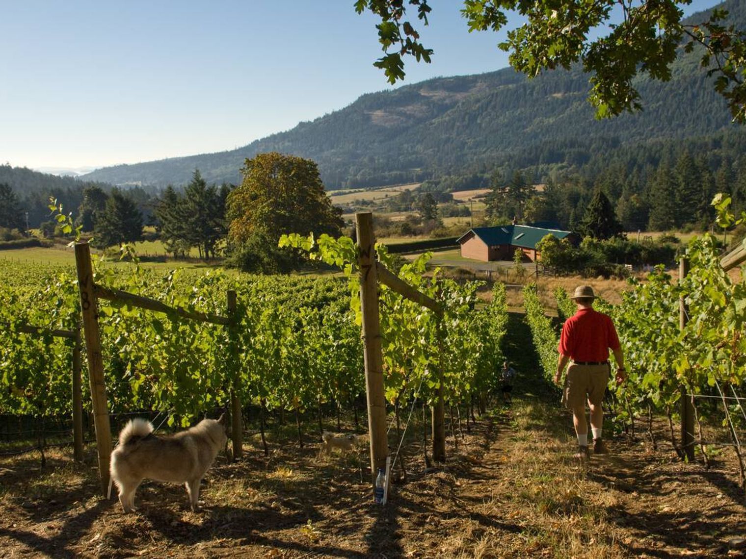 Can gulf islands winery