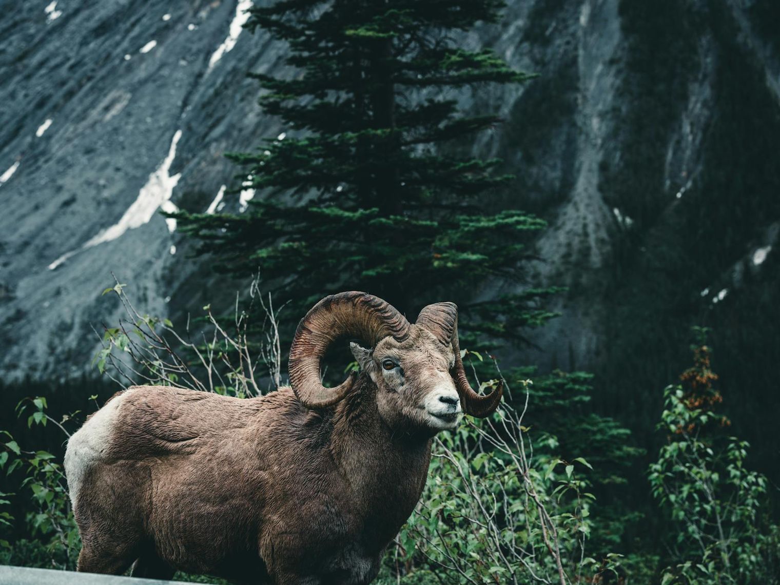 Can jasper bighorn sheep