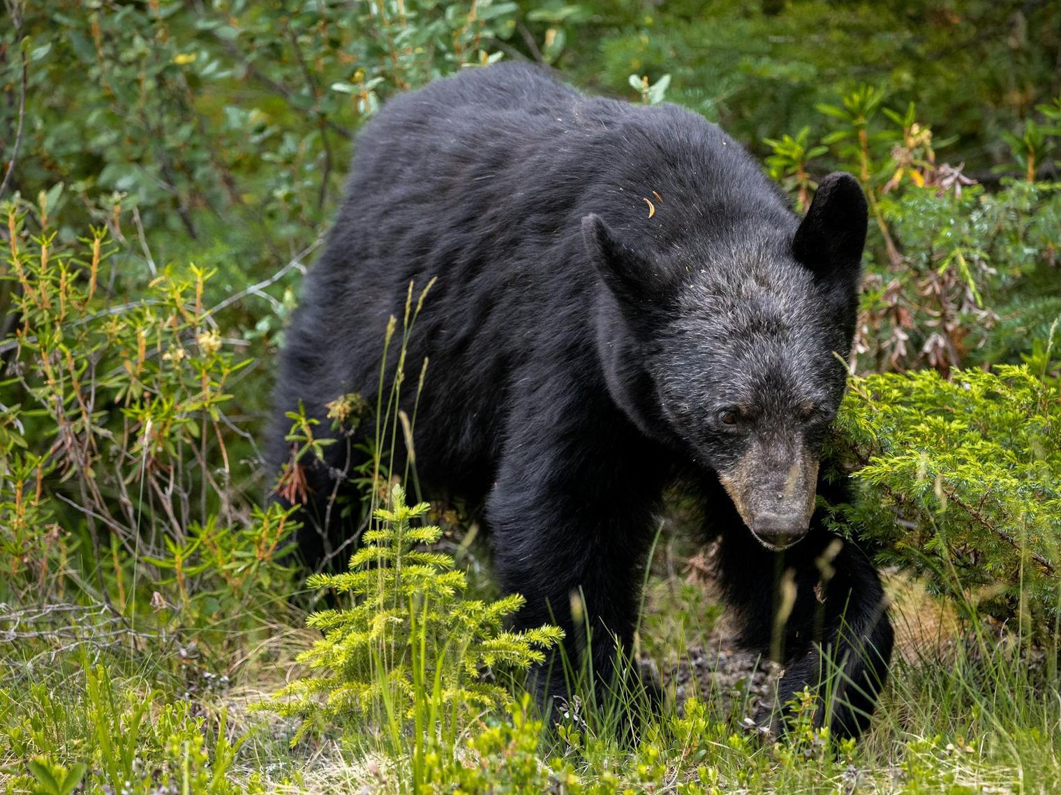 An image of black bear
