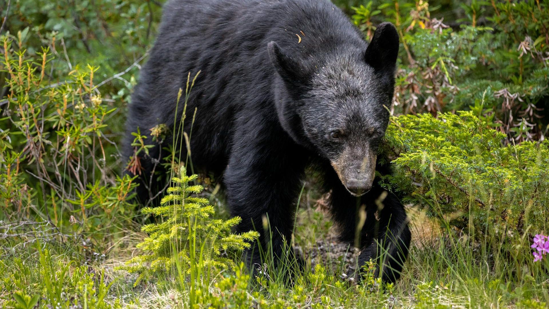 An image of black bear