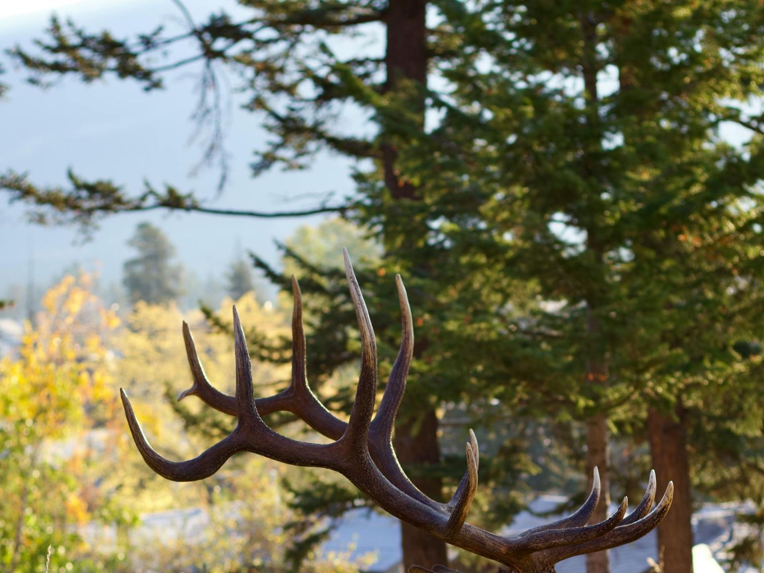 Can jasper elk