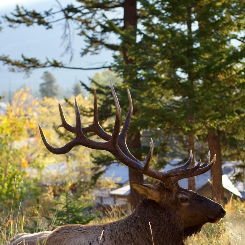 Can jasper elk
