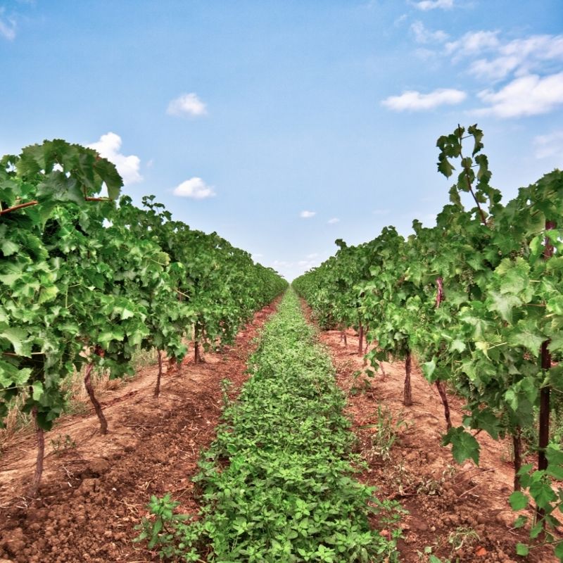 Kanada – Weingut Niagara-on-the-Lake