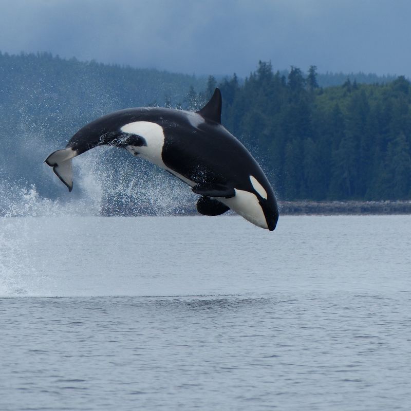 Een orka springt op uit het water van de Campbell River