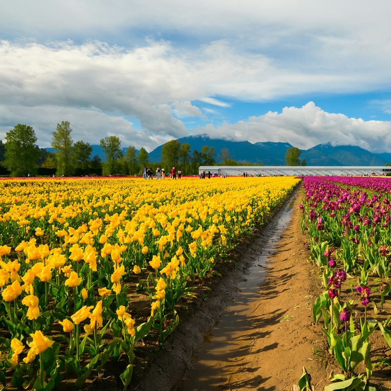 Kanada British Columbia Chilliwack Feld