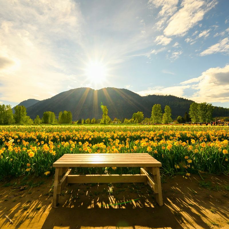 a view of the bench with a flower field and mountain in the background in British Columbia