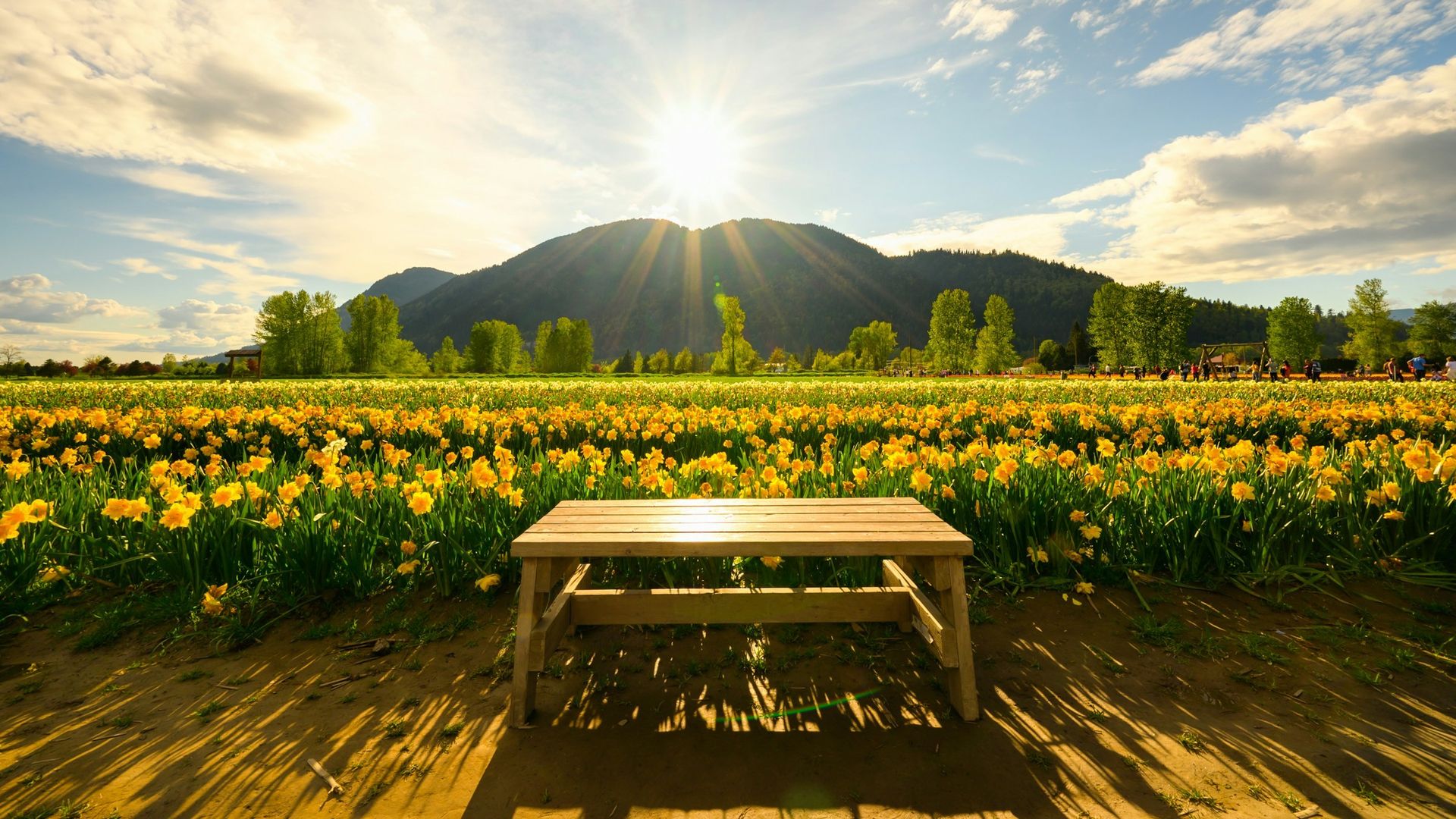 a view of the bench with a flower field and mountain in the background in British Columbia