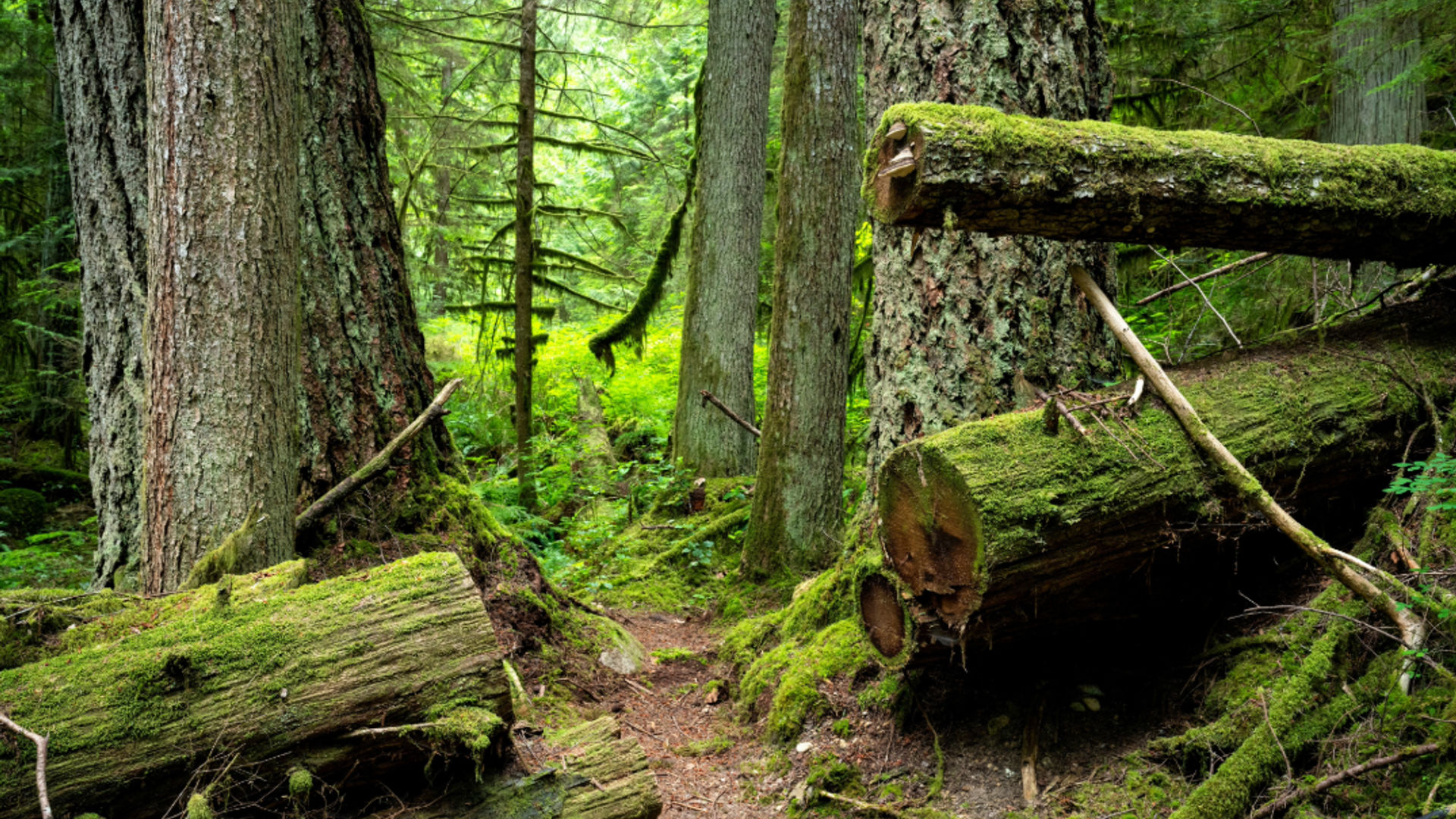 Roberts creek 3