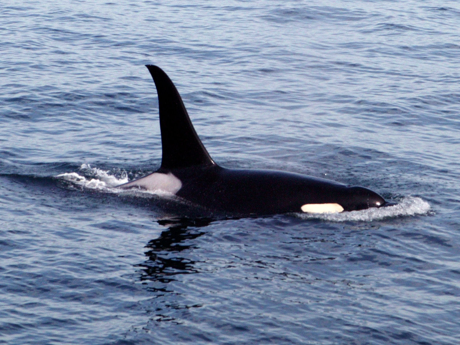 Kanada Vancouver Island Orka