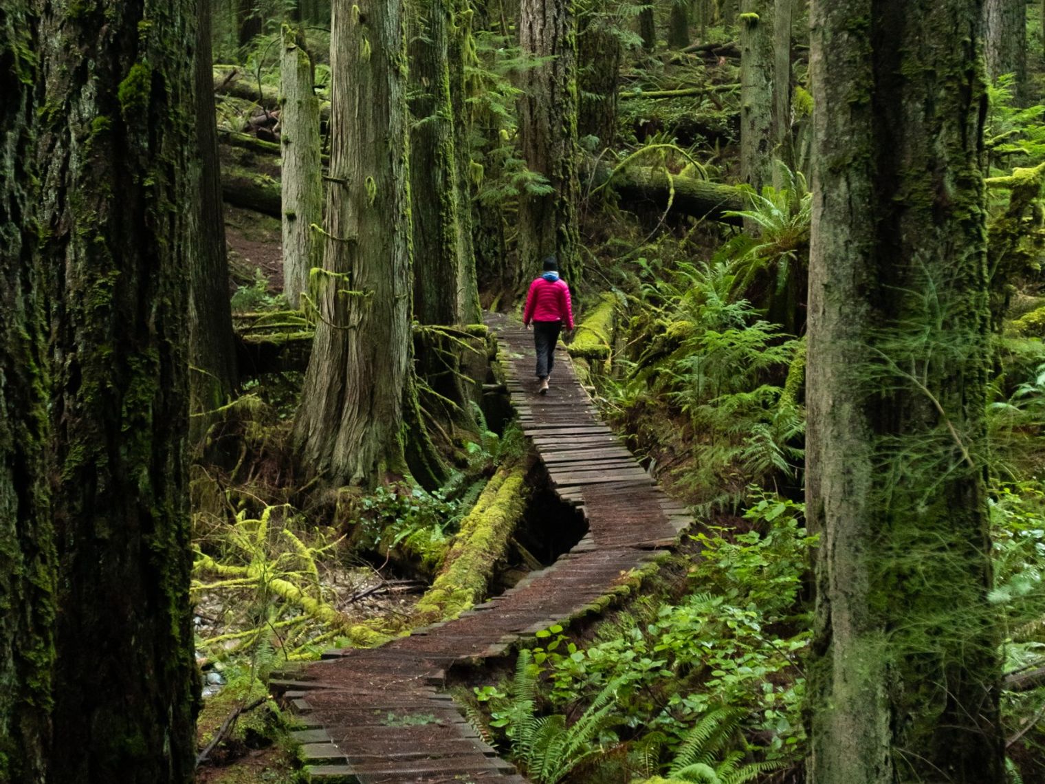 A person walking along wooden pathway in the forest, surrounded by trees in Sunshine Coast