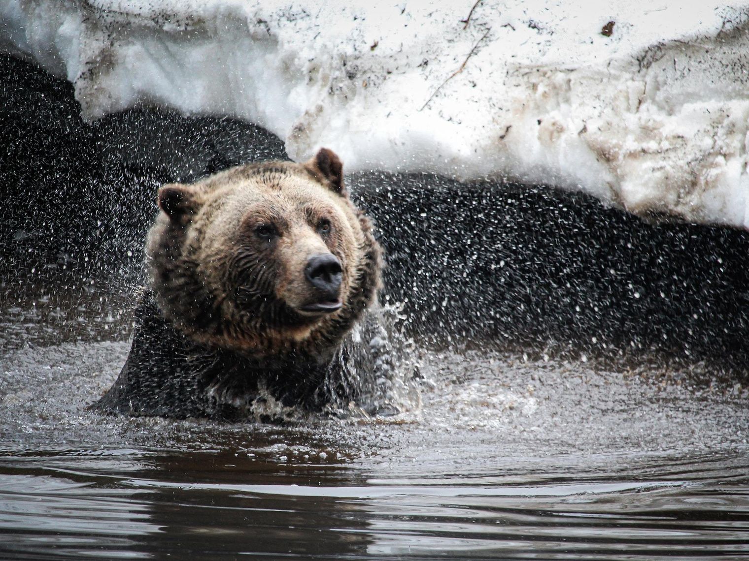 Kanada Vancouver Island Bär