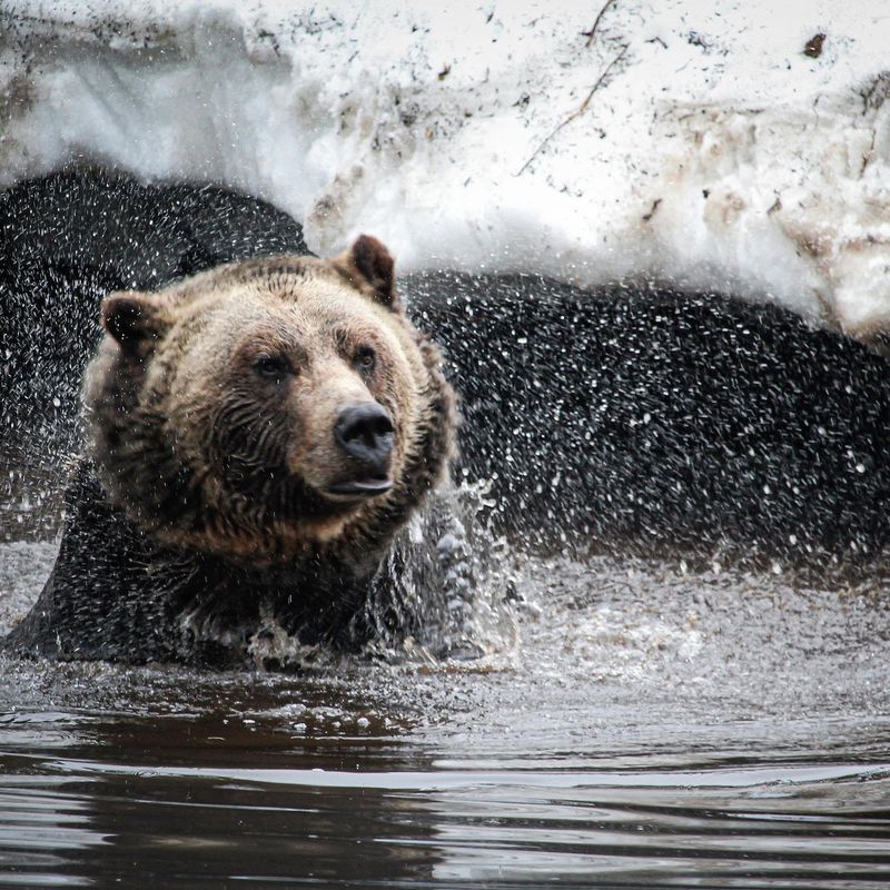 Kanada Vancouver Island Bär