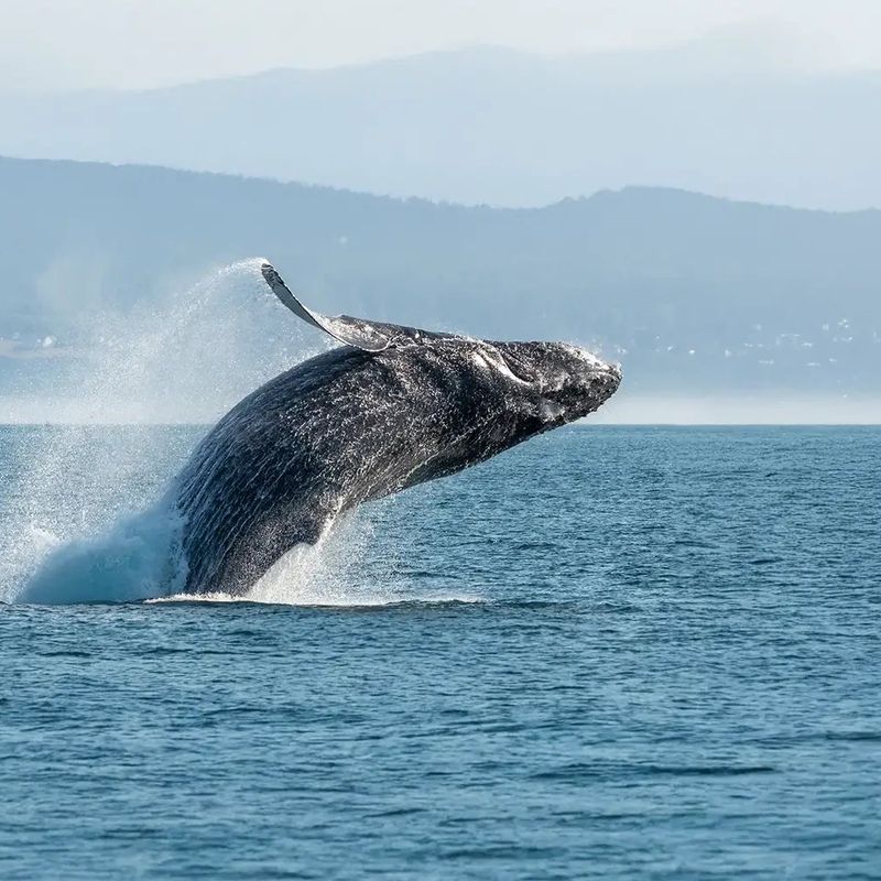 Een bultrug die uit het water springt in de Saguenayfjord, Brits-Columbia.
