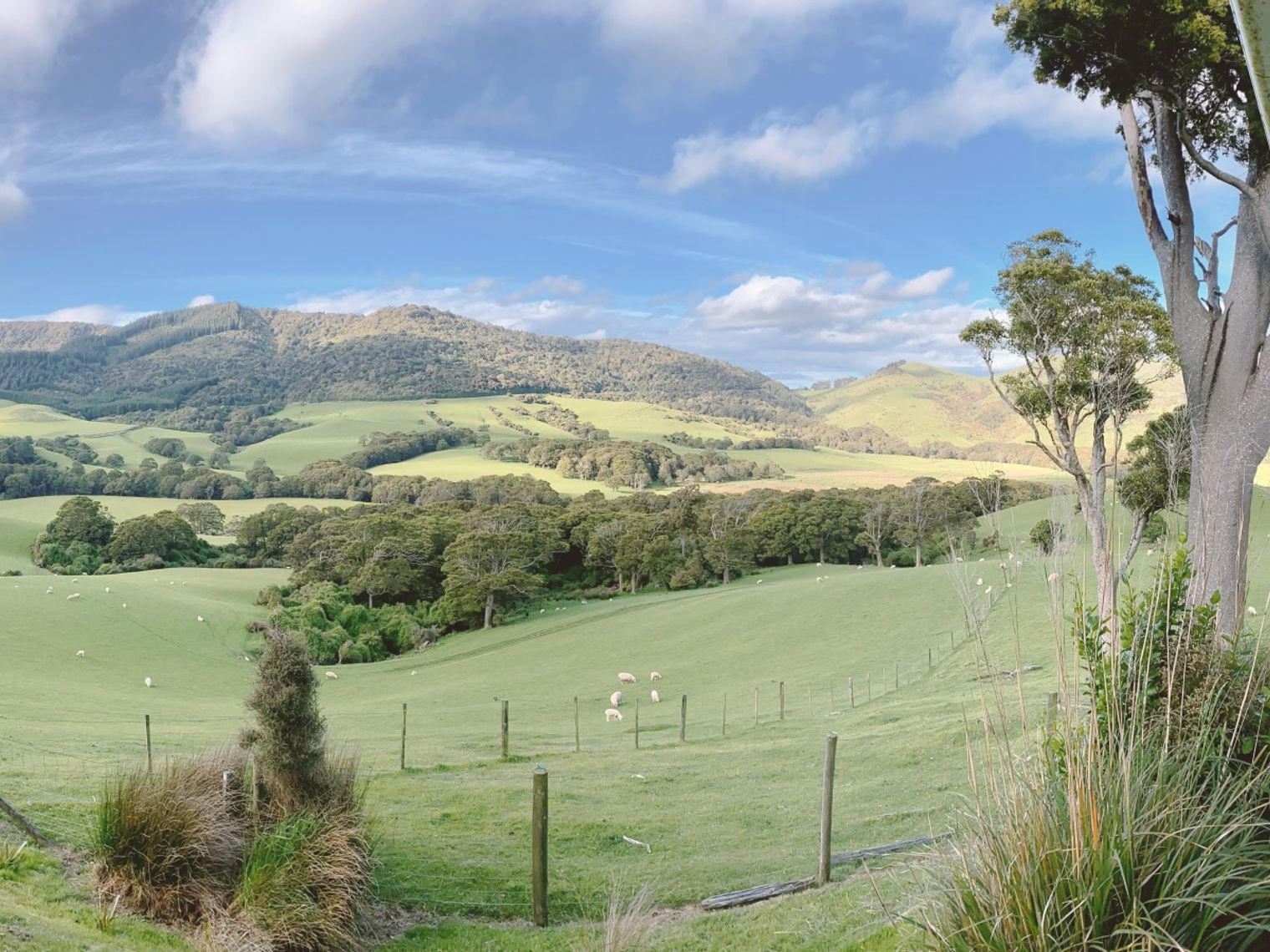 Panoramisch uitzicht op een groen landschap in de Catlins-regio in Nieuw-Zeeland, met glooiende heuvels, grazende schapen en een gedeeltelijk bewolkte lucht