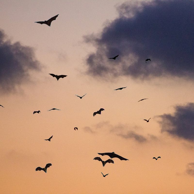 Een groep vleermuizen vliegen door de lucht