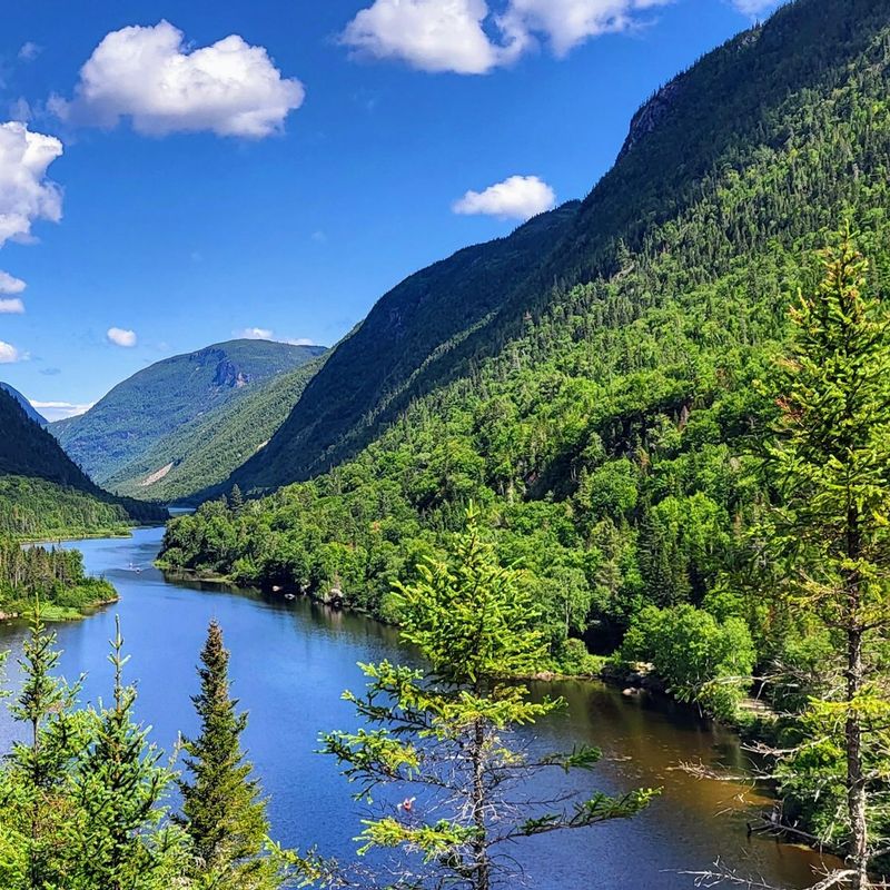 Flusstal in Kanada mit Nadelbäumen im Vordergrund